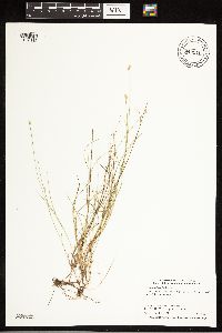 Carex tenuiflora image