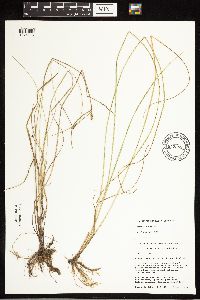 Carex tetanica image
