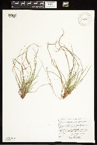 Carex tonsa image