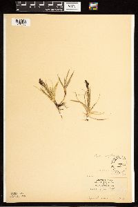 Carex bigelowii image