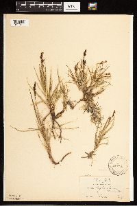 Carex bigelowii image