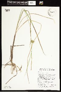 Carex bullata image