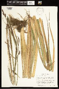 Image of Carex acutiformis