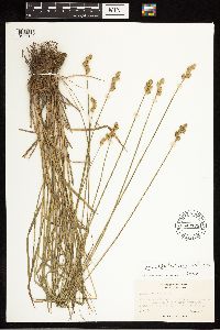 Carex albolutescens image