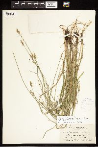 Carex albolutescens image