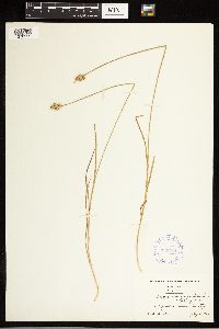 Carex albolutescens image