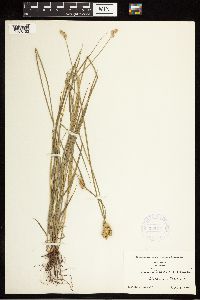 Carex albolutescens image