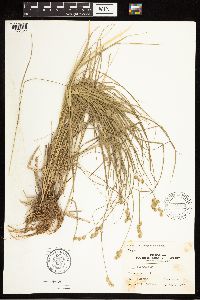 Carex brevior image