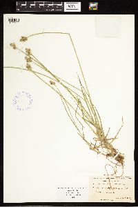 Carex albolutescens image