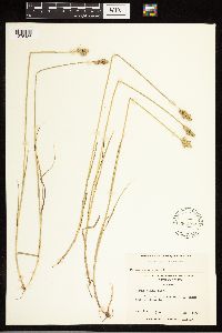 Carex albolutescens image