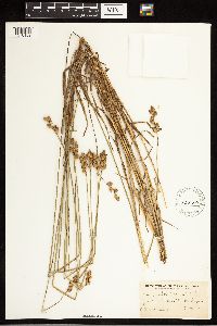 Carex albolutescens image