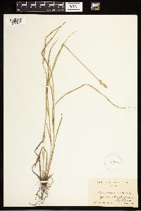 Carex albolutescens image