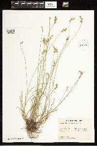 Carex albolutescens image