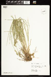 Carex albolutescens image