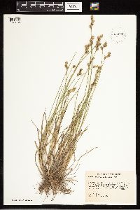 Carex albolutescens image