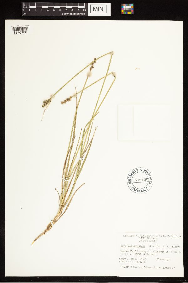 Carex albolutescens image