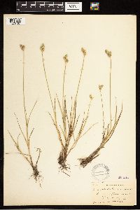 Carex albolutescens image