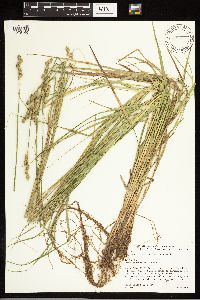 Carex albolutescens image
