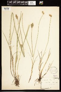 Carex albolutescens image