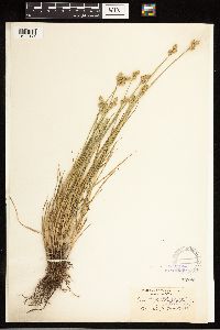 Carex albolutescens image