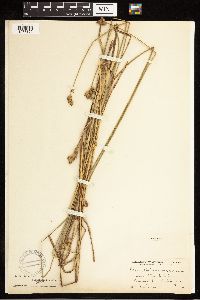 Carex albolutescens image