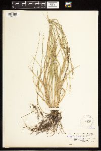 Carex albolutescens image