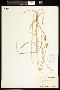 Carex albolutescens image