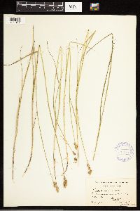 Carex albolutescens image