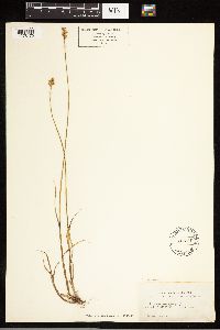 Carex albolutescens image