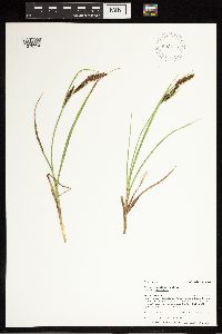 Carex aquatilis var. aquatilis image