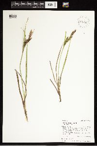Carex aquatilis var. aquatilis image
