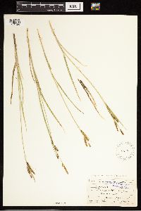 Carex aquatilis var. aquatilis image