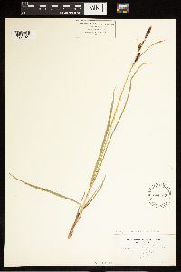 Carex aquatilis var. aquatilis image