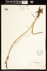 Carex aquatilis var. aquatilis image