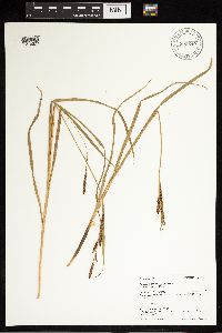 Carex aquatilis var. aquatilis image