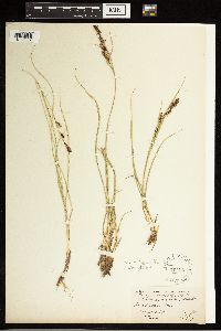 Carex aquatilis var. minor image