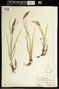 Carex aquatilis var. minor image