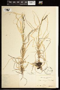Carex aquatilis var. minor image