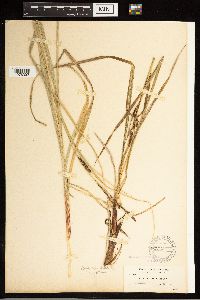 Carex aquatilis var. minor image