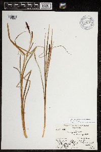 Carex aquatilis var. minor image
