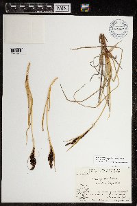 Carex aquatilis var. minor image