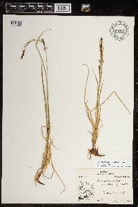 Carex aquatilis var. minor image