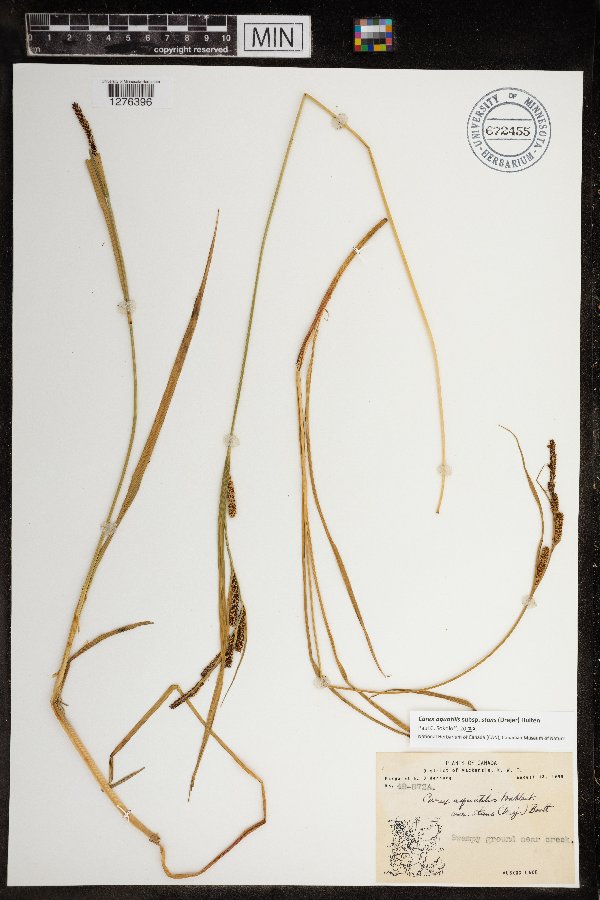 Carex aquatilis var. minor image
