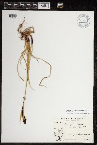 Carex aquatilis var. minor image