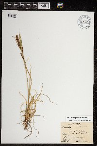 Carex aquatilis var. minor image