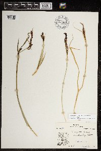 Carex aquatilis var. minor image