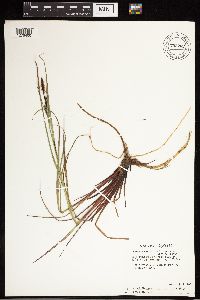 Carex aquatilis var. minor image