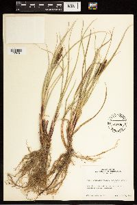 Carex aquatilis var. minor image