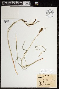 Carex aquatilis var. minor image