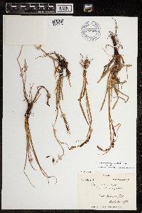 Carex aquatilis var. minor image